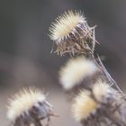 Überbleibsel vom Herbst 