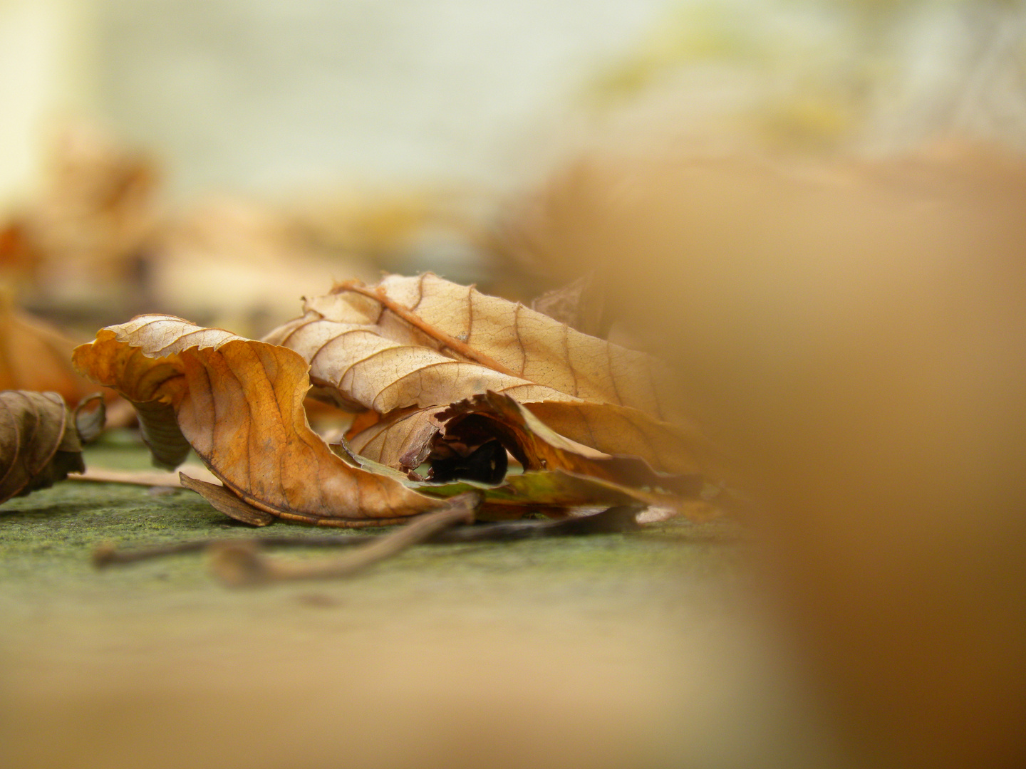 überbleibsel vom herbst........