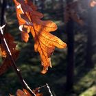 Überbleibsel vom Herbst...