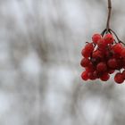 Überbleibsel vom Herbst