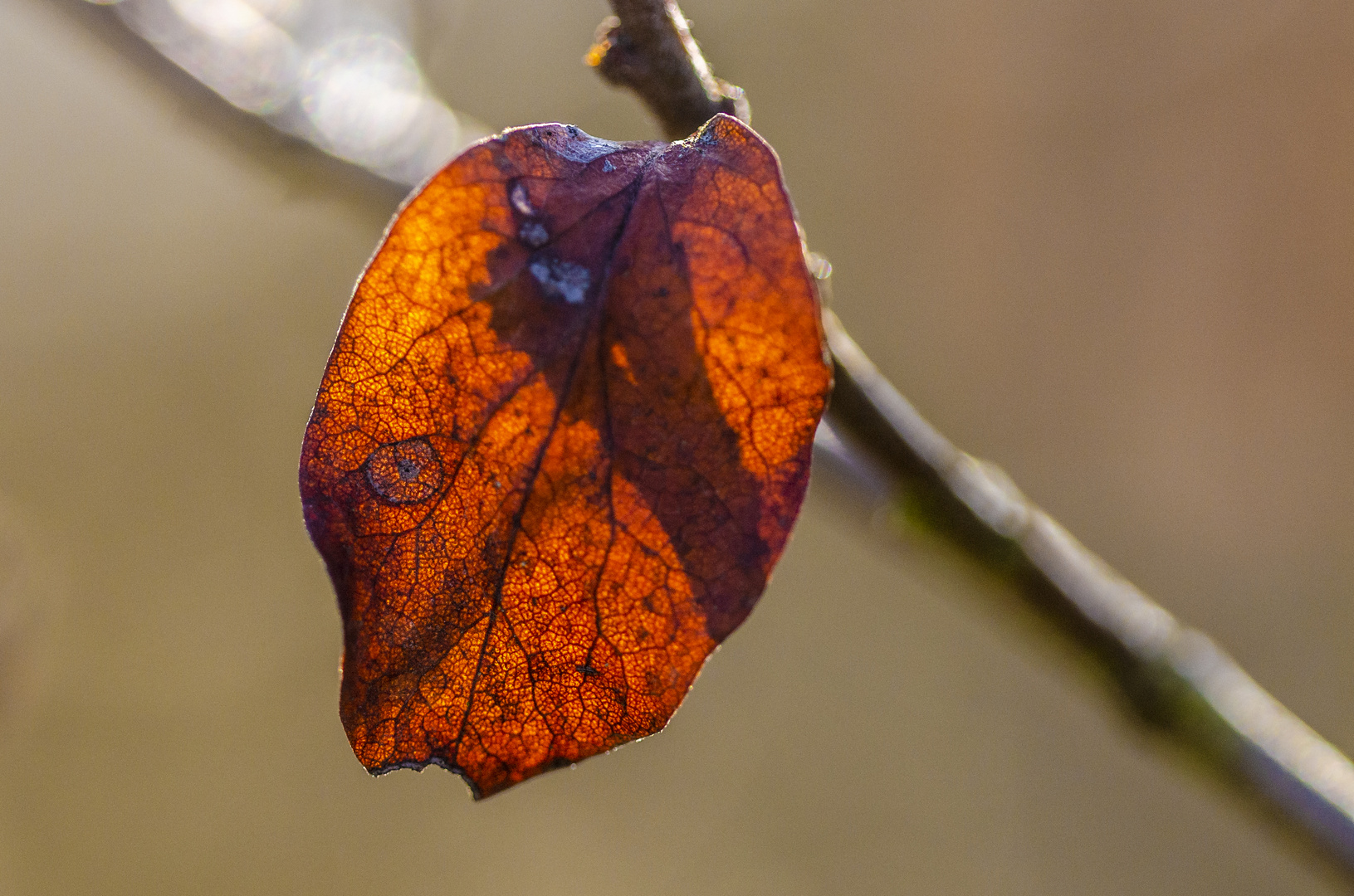 Überbleibsel vom Herbst