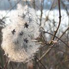 Überbleibsel vom letzten Herbst