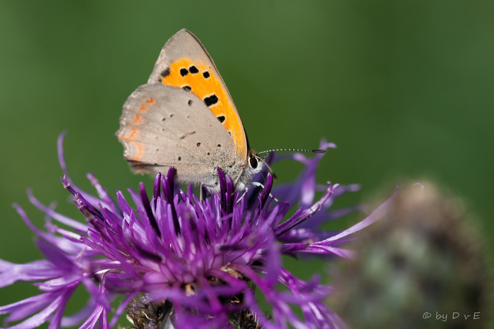 Überbleibsel vom Sommer