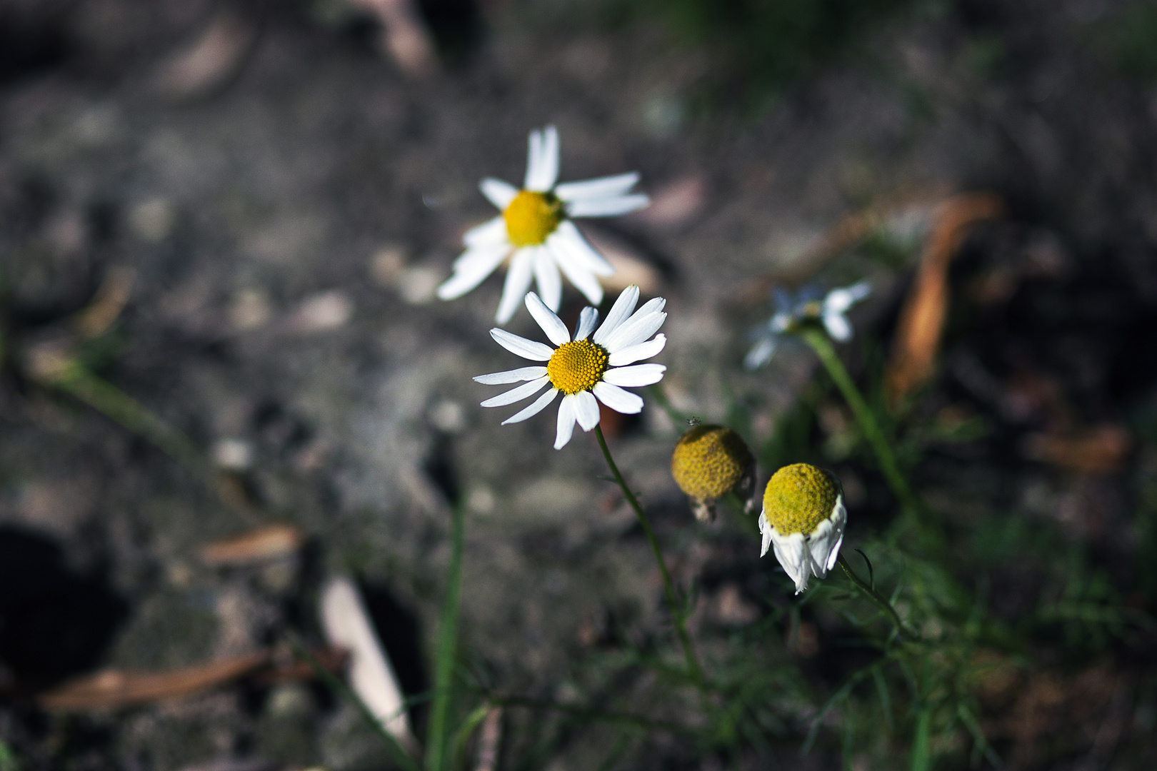 Überbleibsel vom Sommer