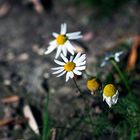 Überbleibsel vom Sommer