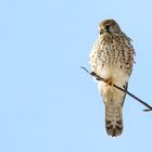 Überblick - Turmfalken Weibchen auf seinem Ansitz