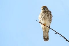 Überblick - Turmfalken Weibchen auf seinem Ansitz