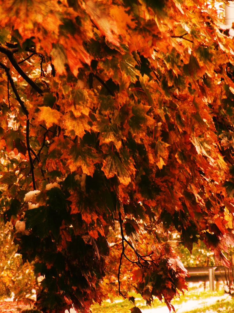 überbordernde Blätter im Herbst