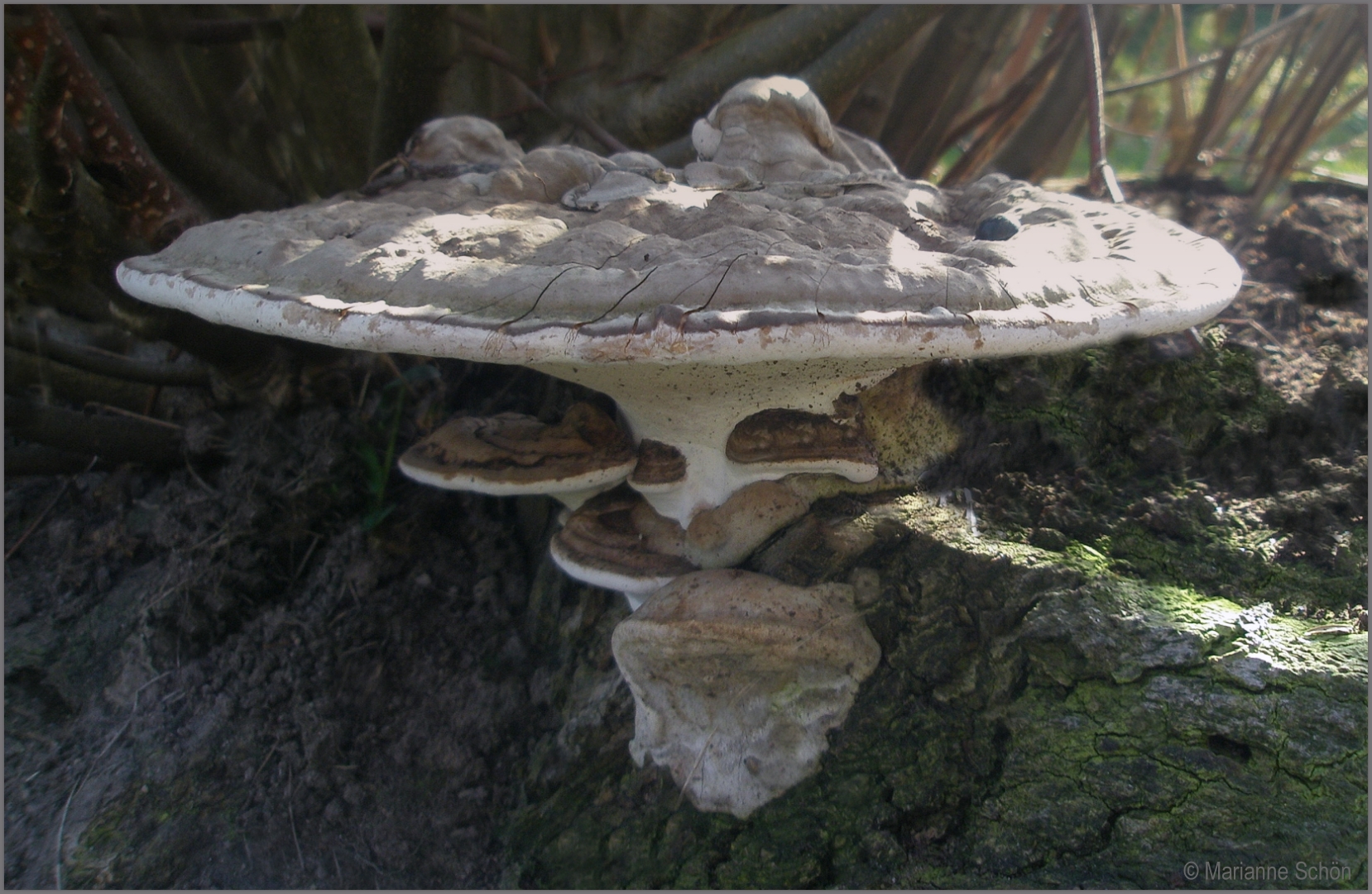 Uberdachte Terrassen Foto Bild Makro Natur Pilz Bilder Auf Fotocommunity