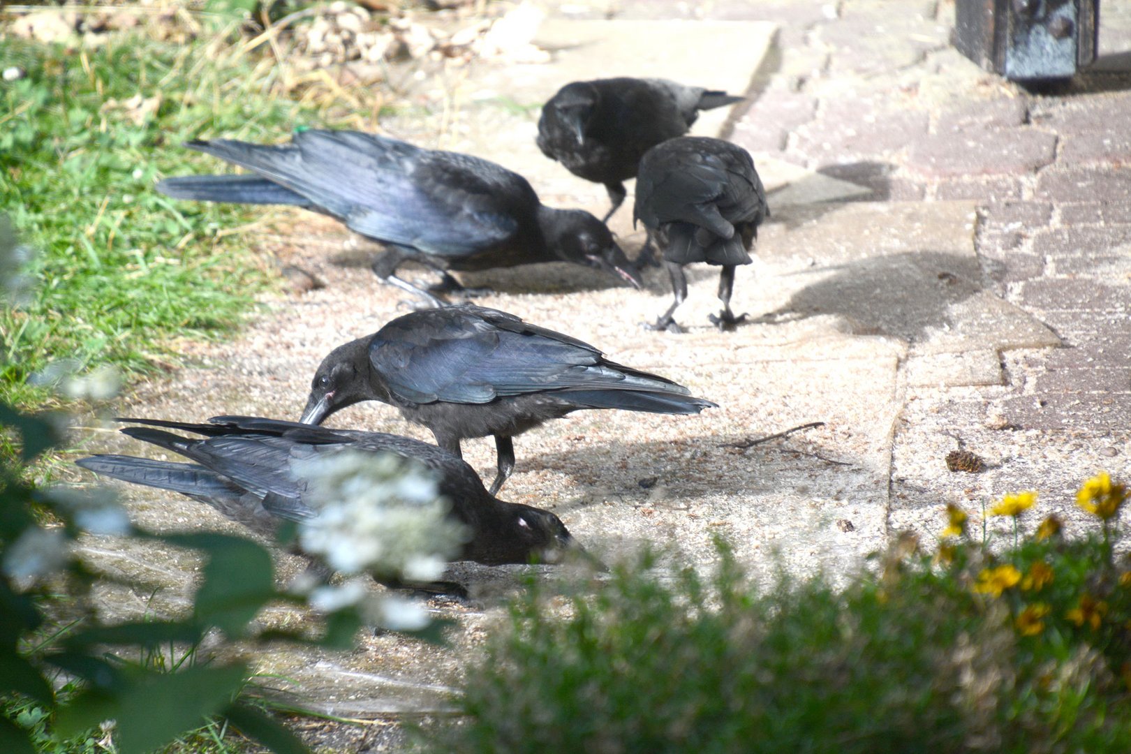 Übererraschung am Morgen: Rabenkrähen an der Fütterung.