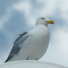 Überfahrt mit Flugbegleitung