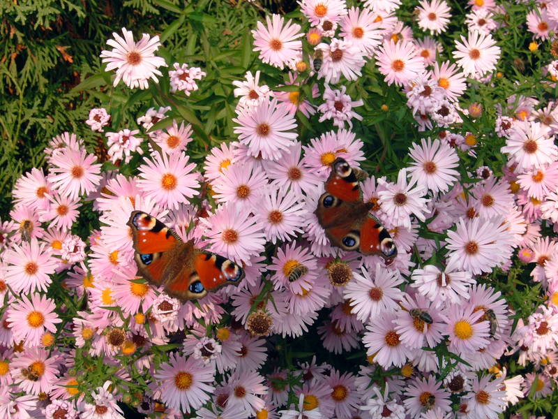 Überfall auf die letzten Blüten