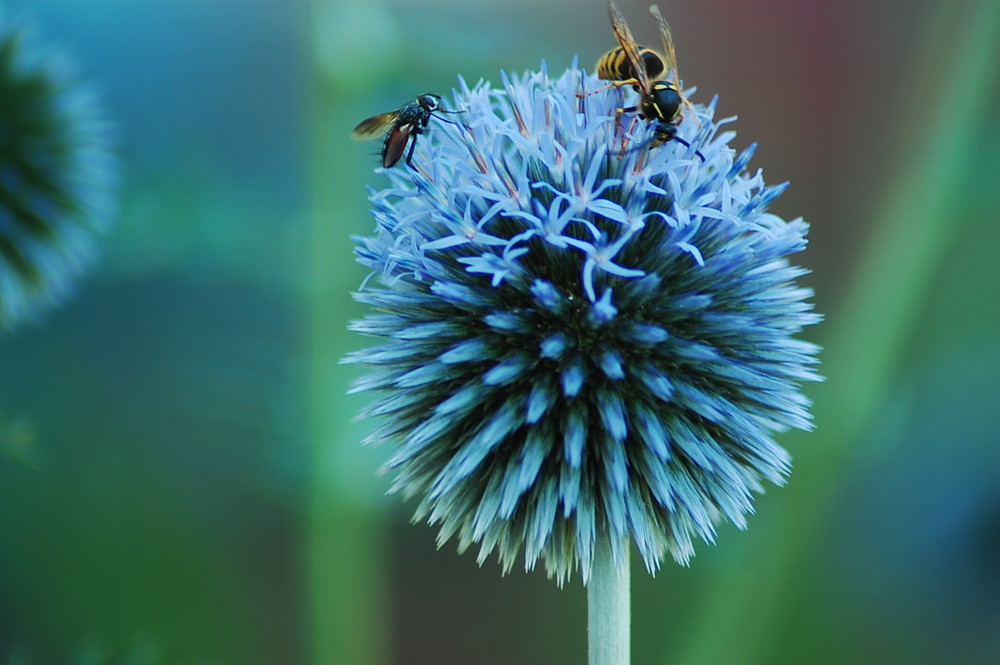 Überfall auf eine Distel