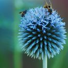 Überfall auf eine Distel