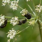 Überfall der Junikäfer