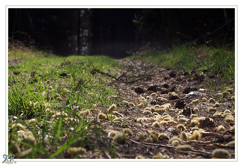 Überfall der Minischafe