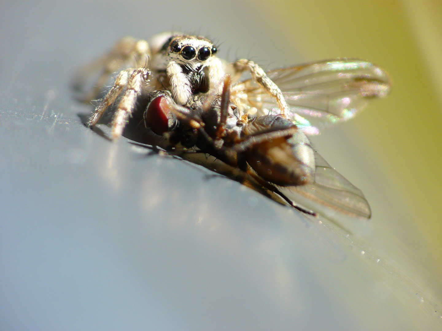 Überfall einer 5 äugigen Spinne