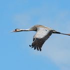 Überfliegende Kraniche im Sommer