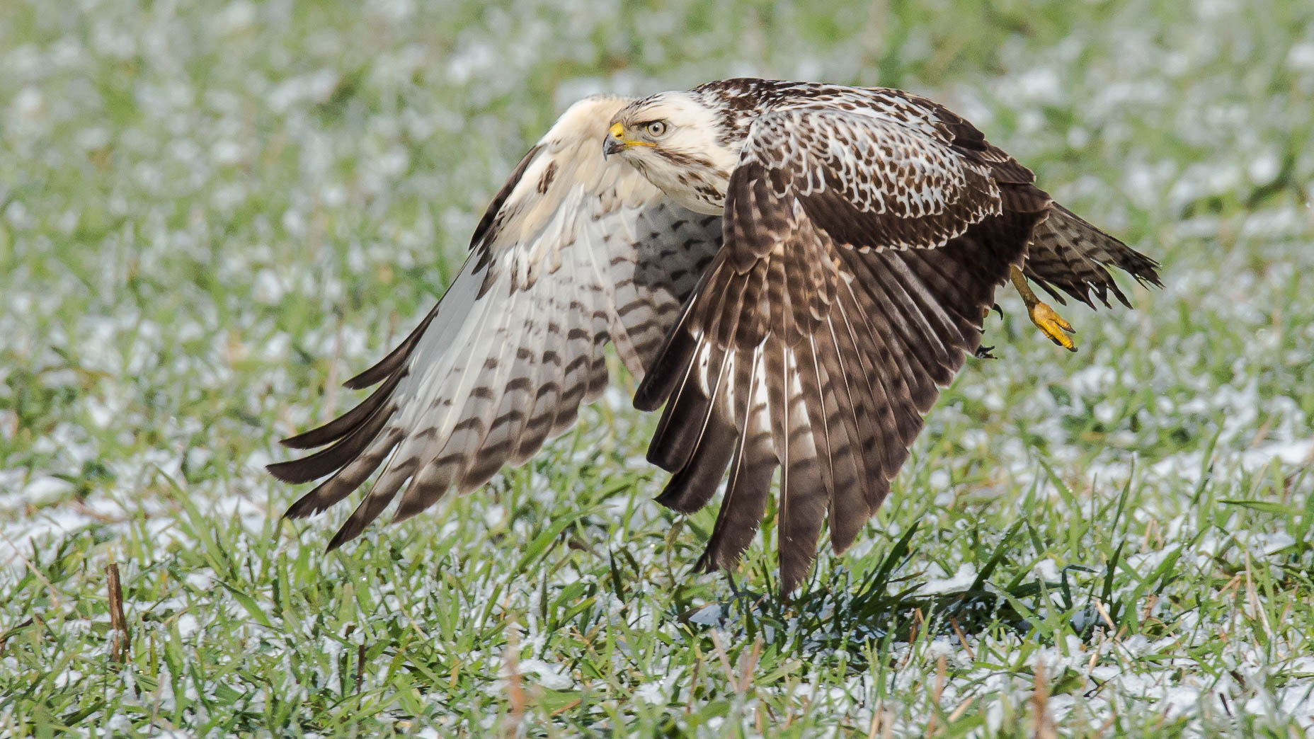 überfliegender Bussard