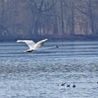  Überfliegender Höckerschwan