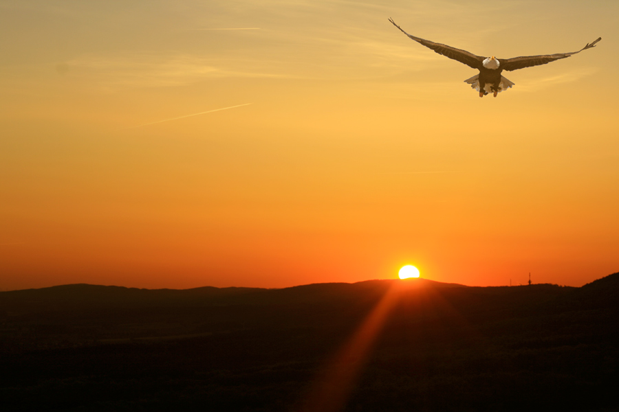 Überflieger