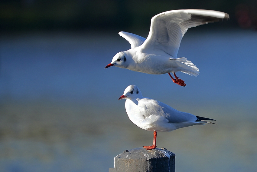 Überflieger