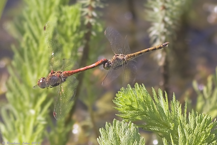 Überflieger