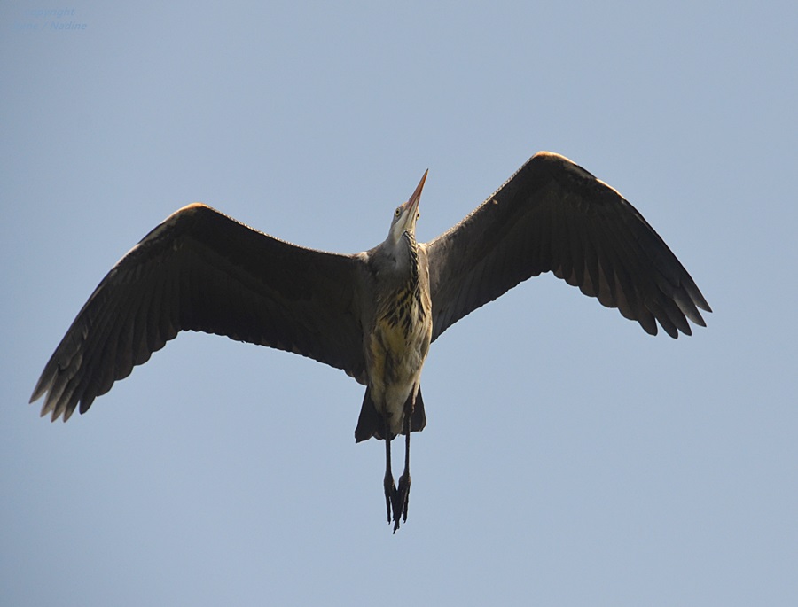 Überflieger !!!