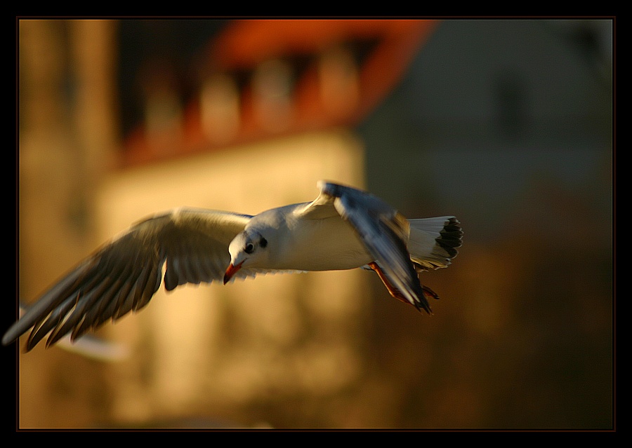 Überflieger