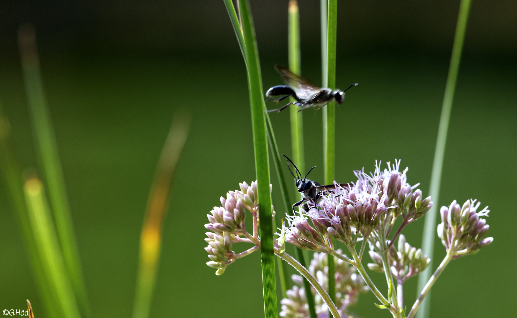 überflieger