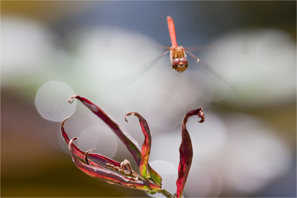 Überflieger