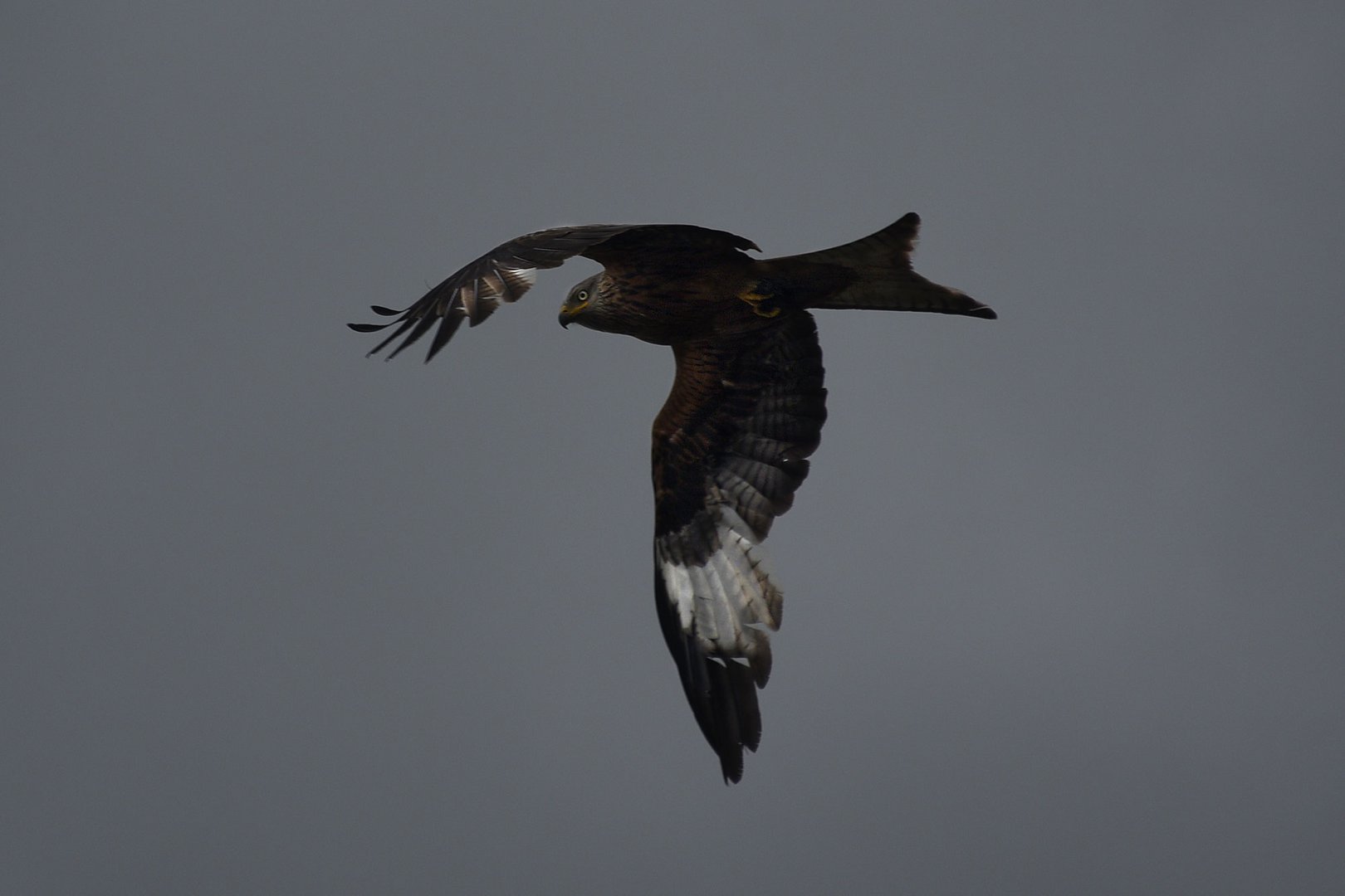 Überflieger