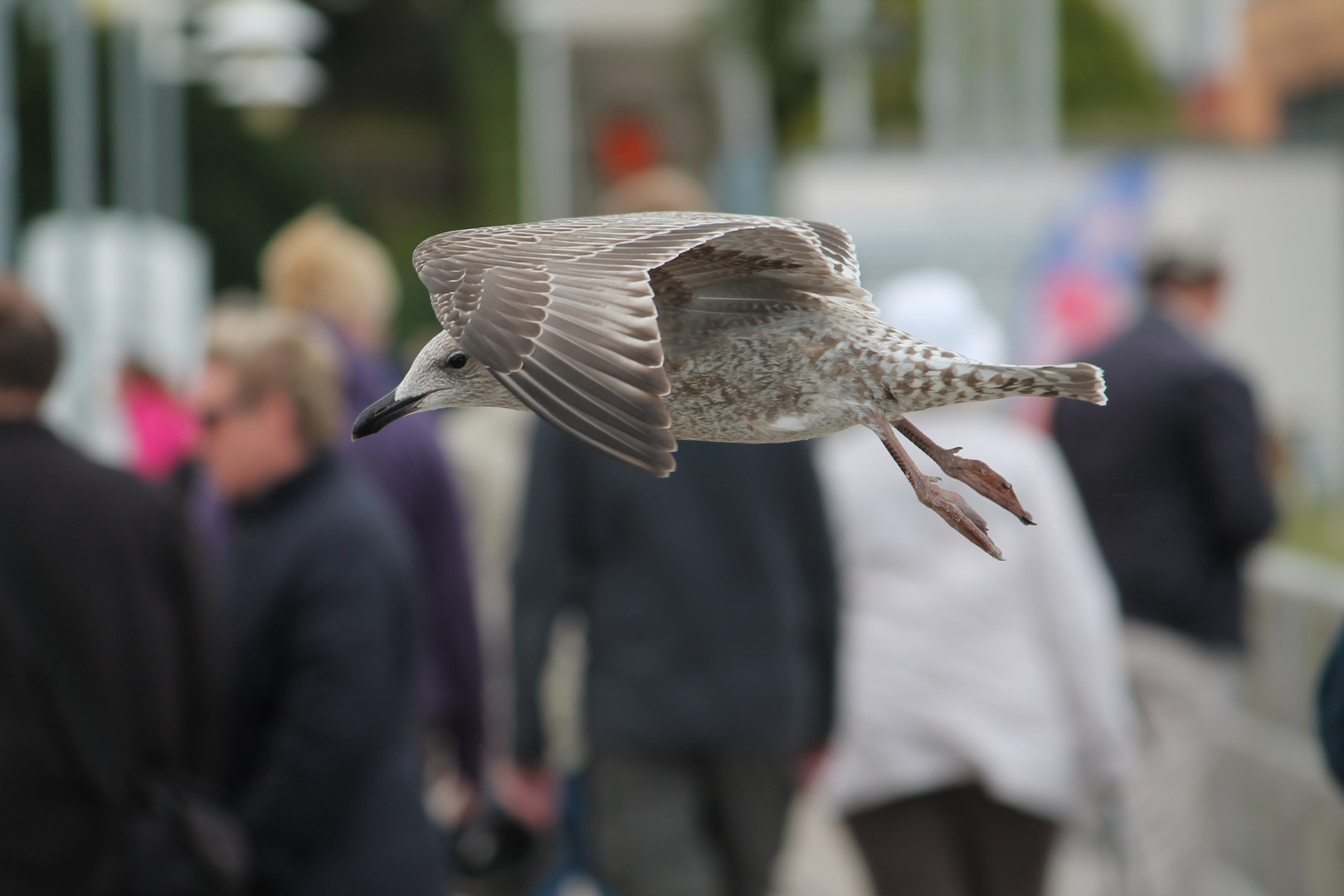 Überflieger