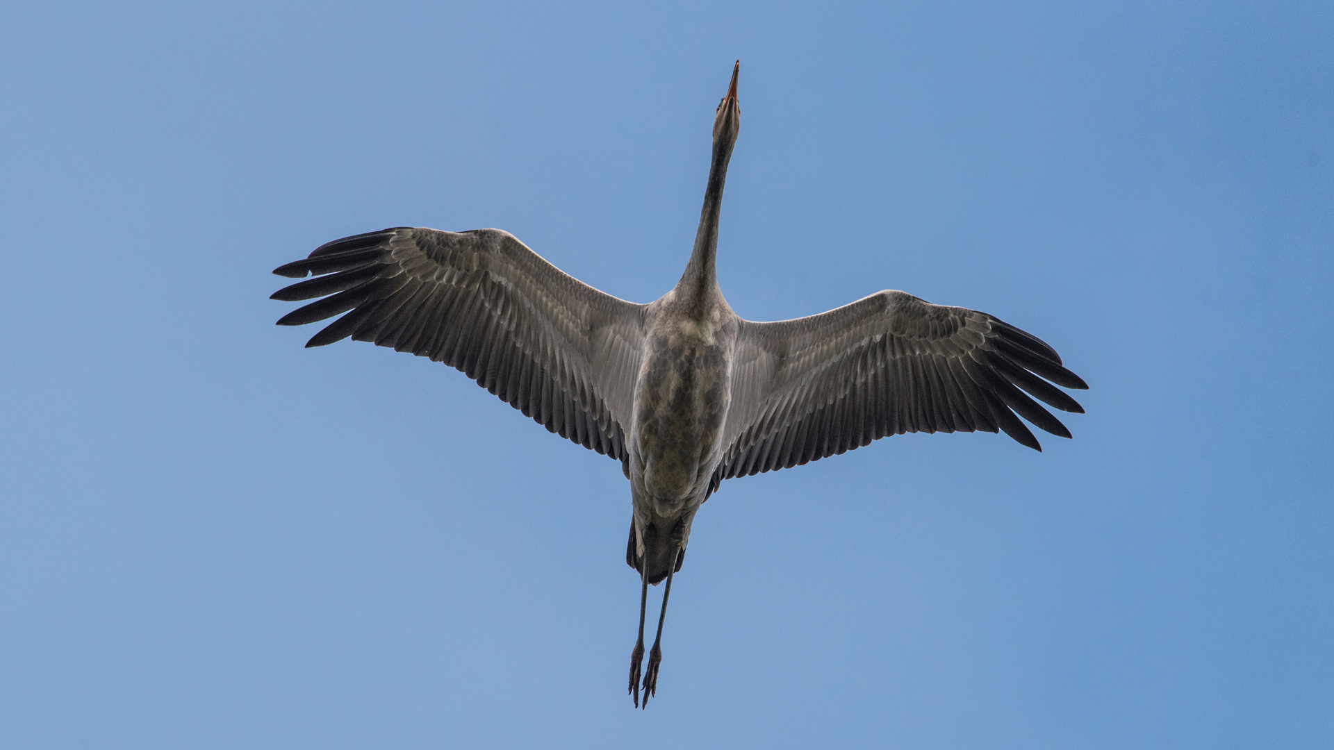 Überflieger