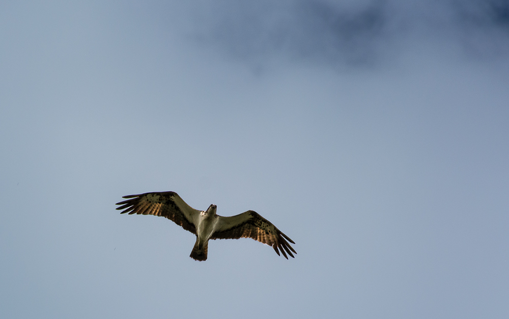 Überflieger