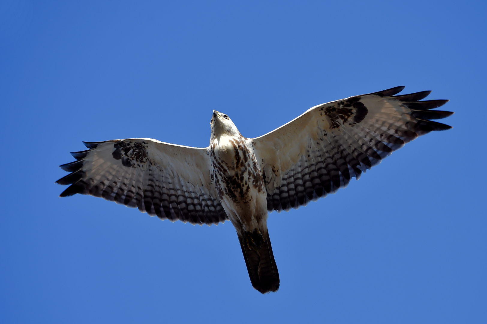 Überflieger