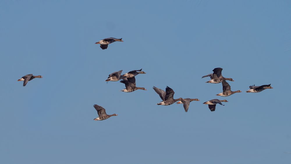 " Überflieger"