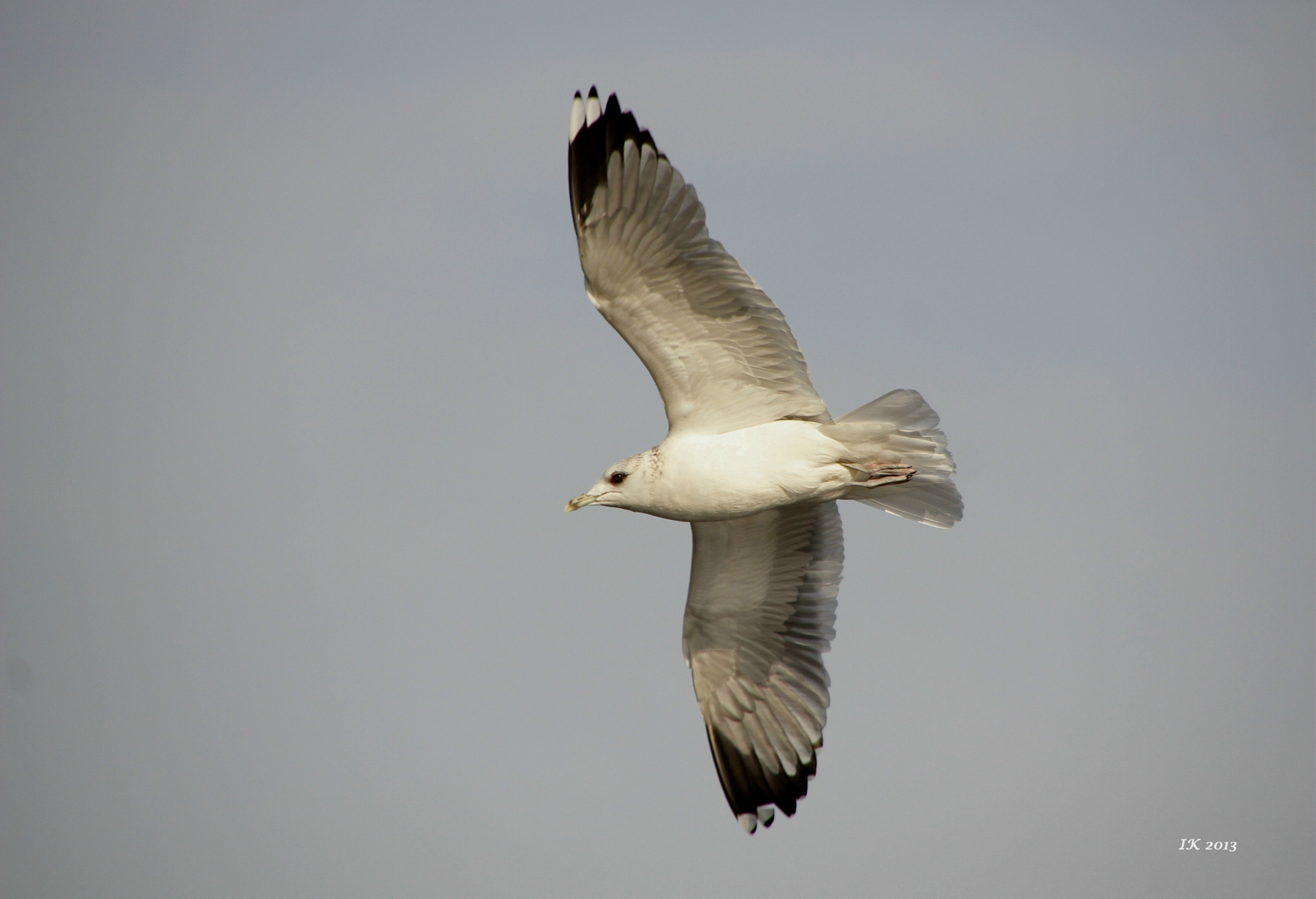 Überflieger