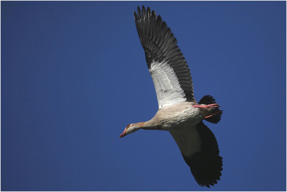 Überflieger