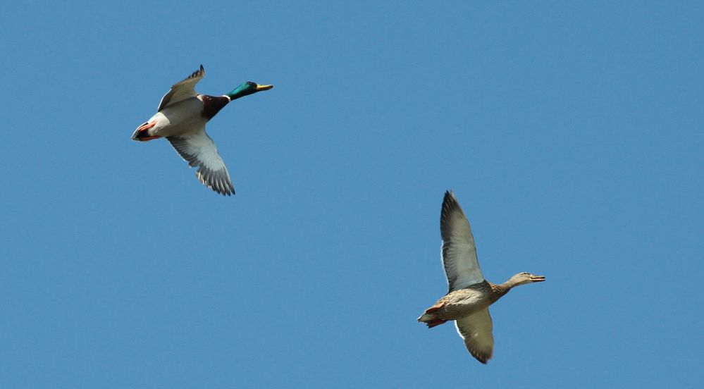 Überflieger