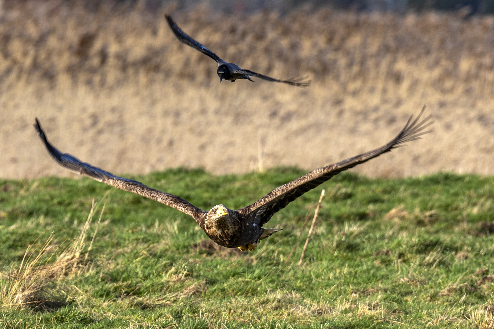 Überflieger