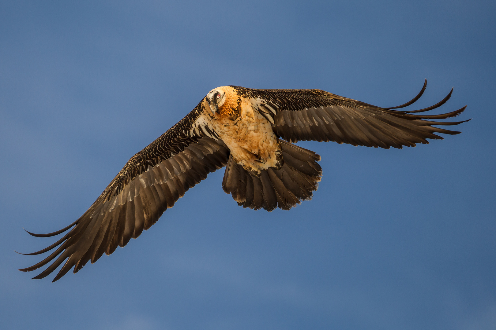 Überflieger