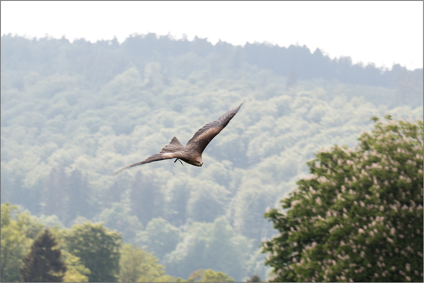 Überflieger