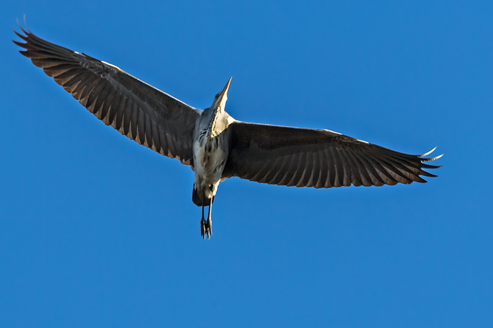 Überflieger