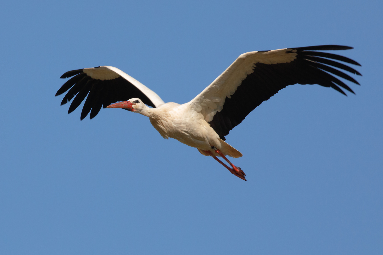 Überflieger