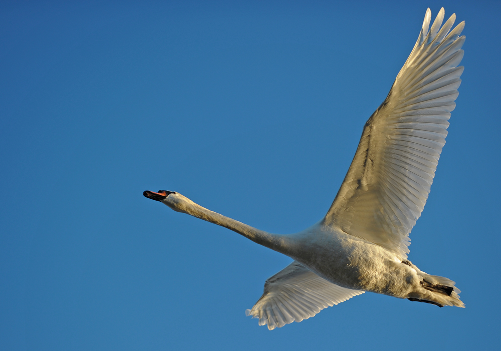 Überflieger