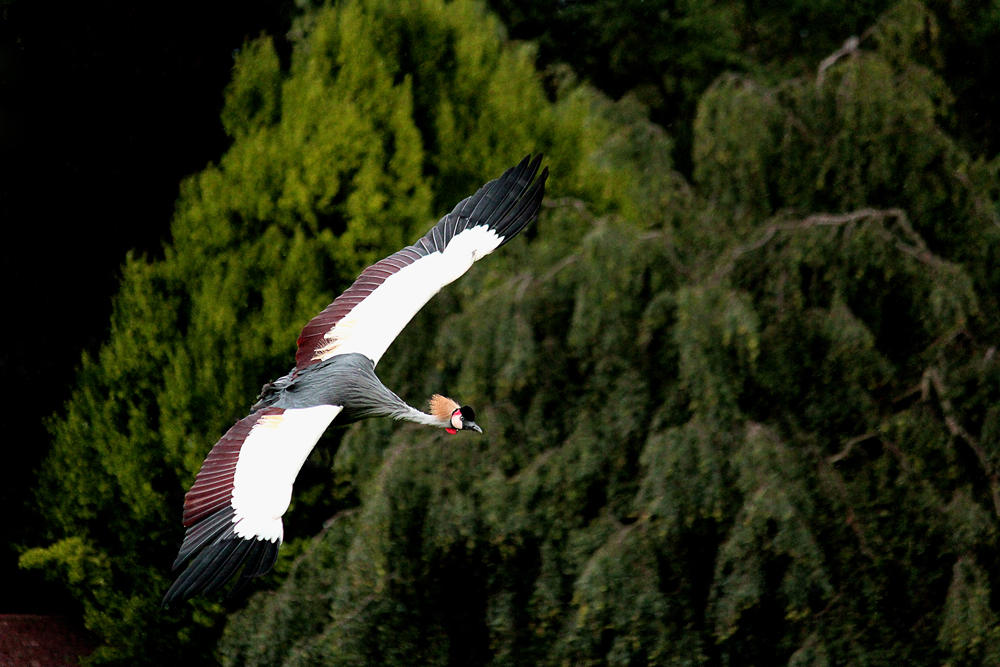 Überflieger