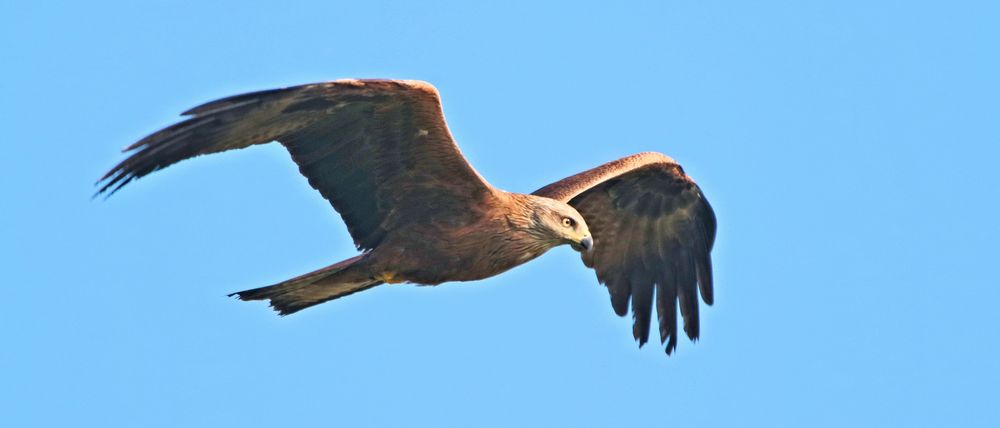 ÜBERFLIEGER