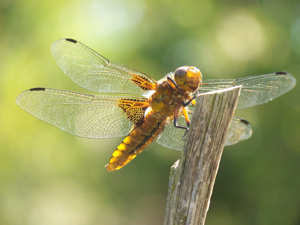 Überflieger