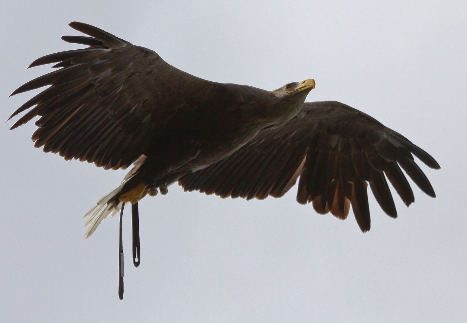 Überflieger